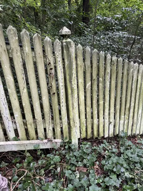 Picket fence turned green with moss before fence washing in Buckhead